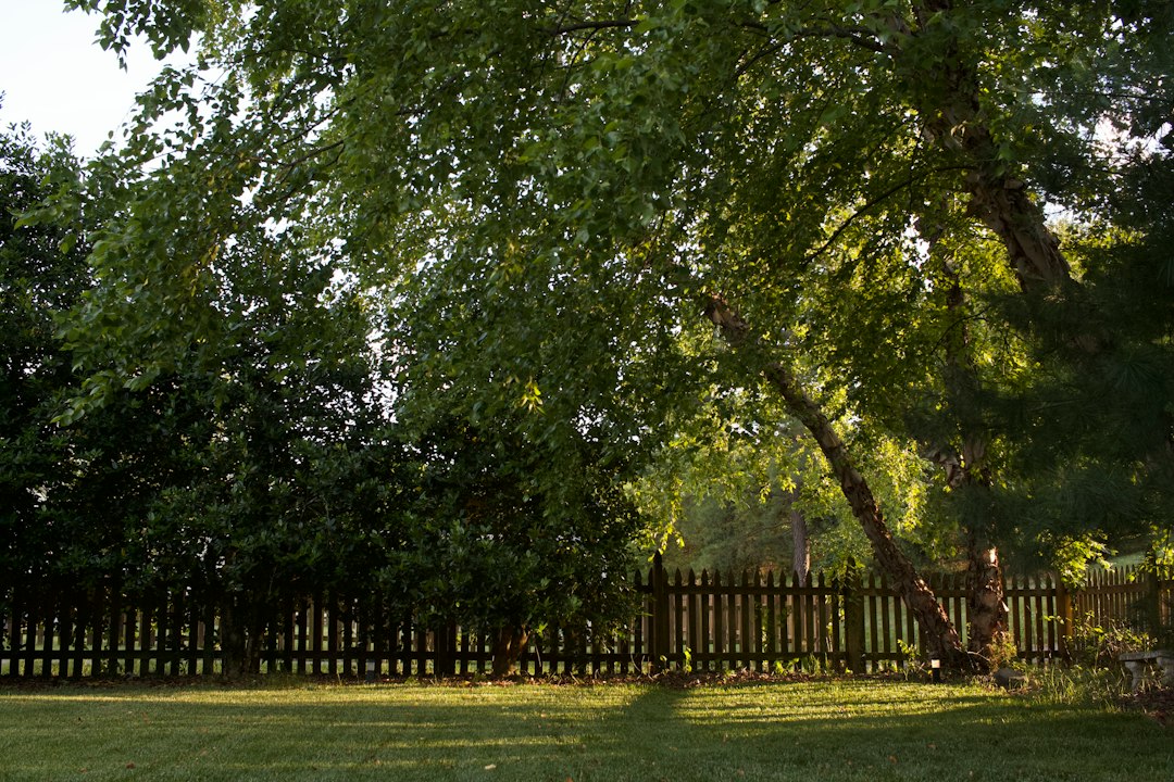Dark brown stained wood privacy fence in a landscaped backyard